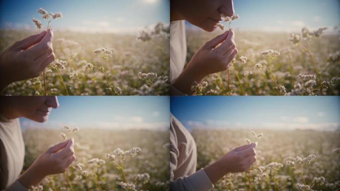 宁静的女人在阳光明媚的田野里拿着和闻到开花的荞麦