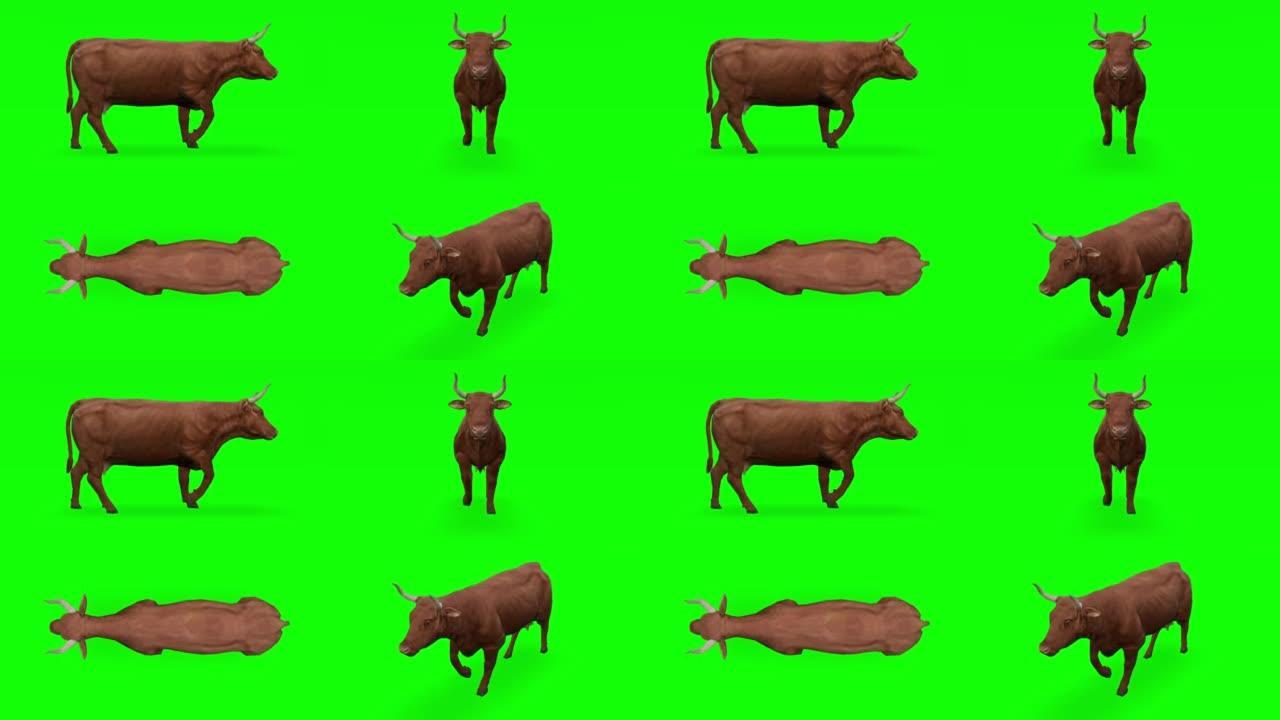 绿色屏幕上的母牛。动物的概念，野生动物，游戏，返校，3d动画，短视频，电影，卡通，有机，色键，人物动