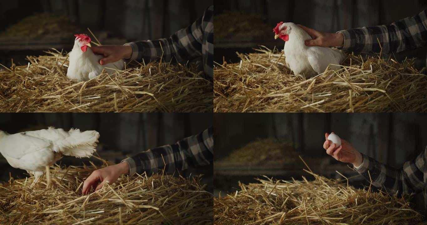 一个年轻的男性农民的电影特写镜头正在爱抚和照顾一只生态生长的白母鸡，同时在干草球上产卵并将其带到乡村