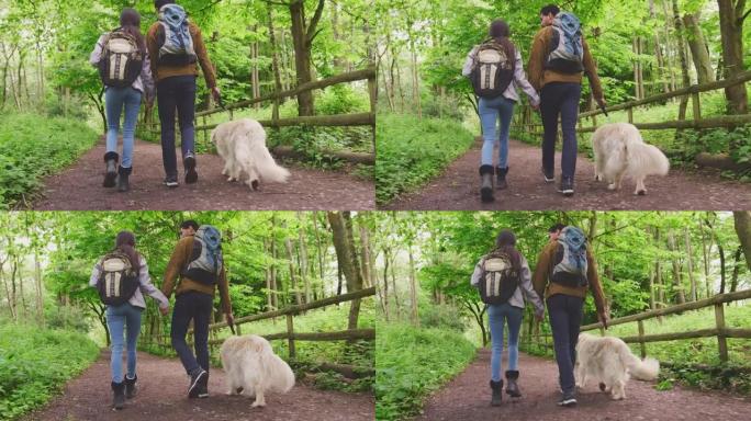 情侣与宠物狗牵手，沿着小路徒步穿越乡村树木的后视图