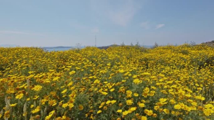 白天在赫瓦尔岛有许多黄色的heliopsis花的田野