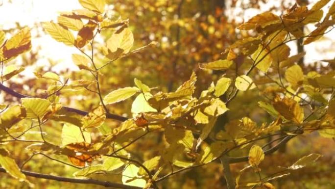 CLOSE UP Beautiful golden yellow beech tree leaves