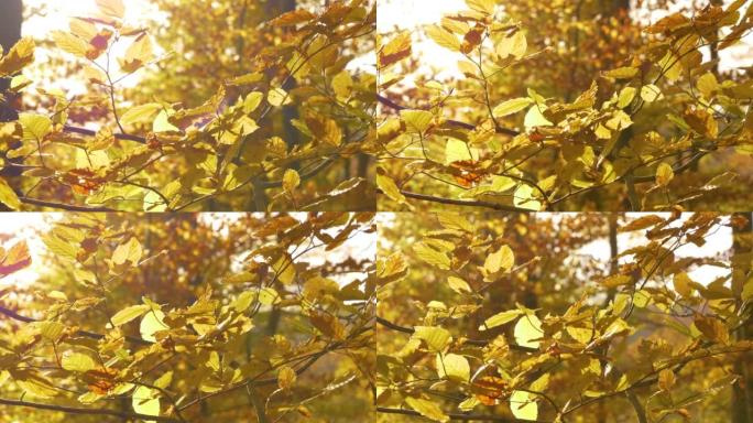 CLOSE UP Beautiful golden yellow beech tree leaves