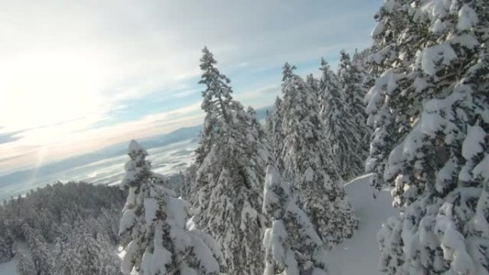 FPV无人机: 在冬季山林中新鲜下雪的云杉树梢之间飞行