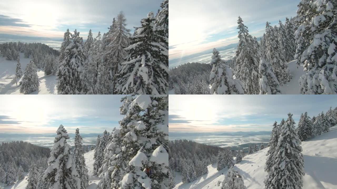 FPV无人机: 在冬季山林中新鲜下雪的云杉树梢之间飞行