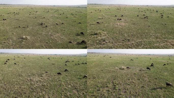 空中飞越日落时在非洲大草原上迁徙牛群的牛羚放牧