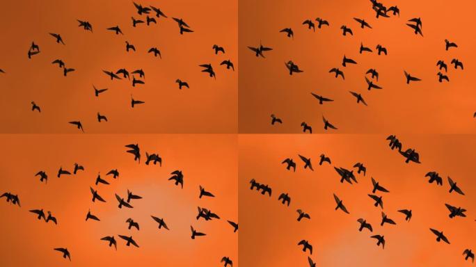 超级SLO MO鸟群在日落时飞过橙色的天空