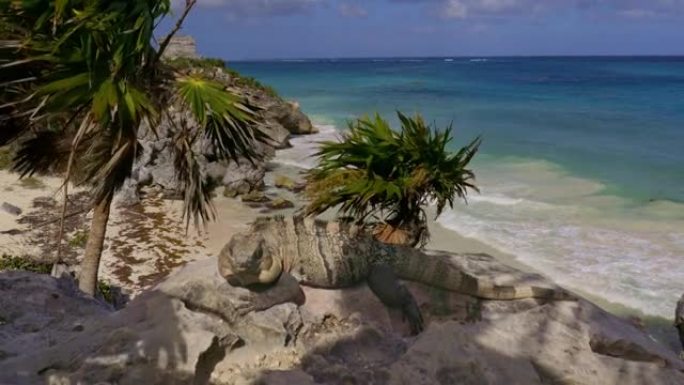 鬣蜥躺在一块石头上，在墨西哥湾海洋中海浪的背景下。墨西哥图卢姆。万向节射击，4K