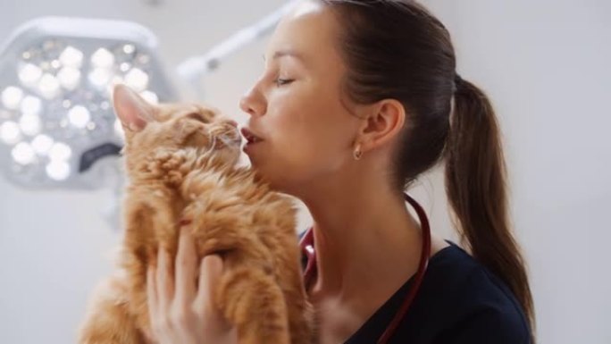 一位美丽的兽医在现代兽医诊所抱着和抚摸毛茸茸的红色缅因浣熊的肖像。年轻的女性发现猫很可爱，正在与动物