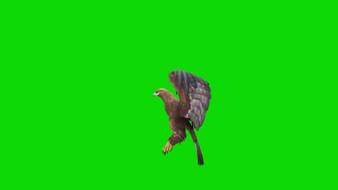 绿色屏幕上的老鹰飞行慢动作动画。动物的概念，野生动物，游戏，返校，3d动画，短视频，电影，卡通，有机