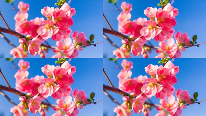 春天樱桃树枝上充满活力的粉红色樱花的特写镜头，花瓣蓬松