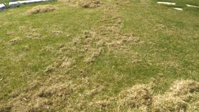 慢动作: 在家庭后院花园的草坪充气后，将剩下的旧草晾干