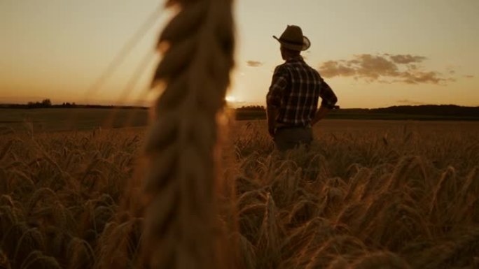 日落时分，农夫站在麦田的中央