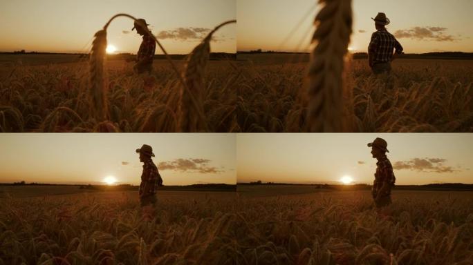 日落时分，农夫站在麦田的中央
