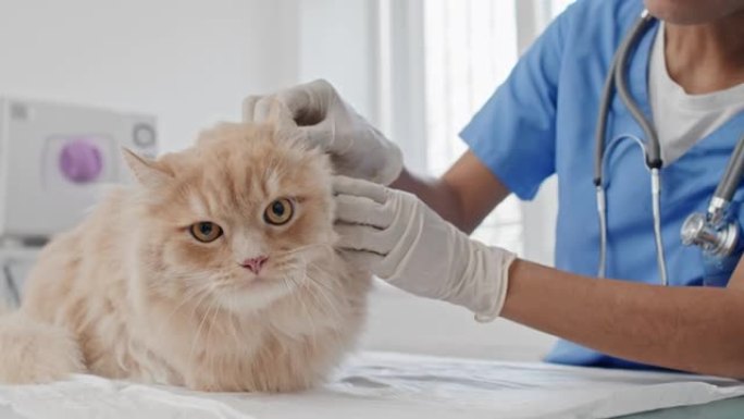 兽医诊所检查猫猫健康