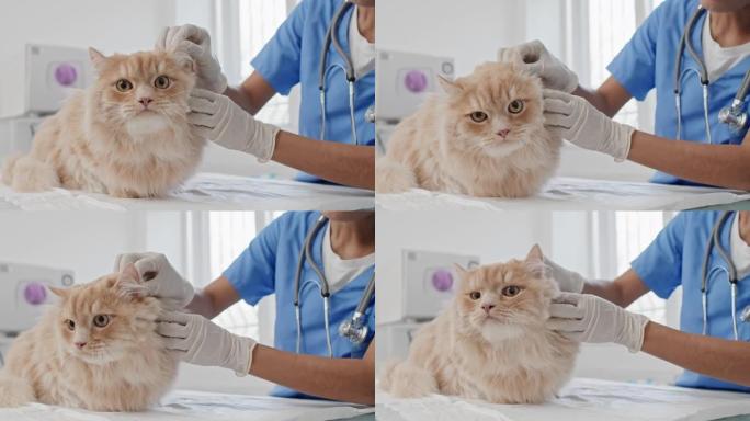兽医诊所检查猫猫健康