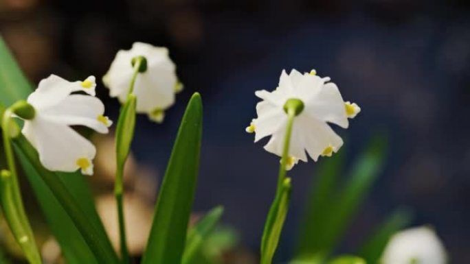 特写雪花花在风中移动，后视图