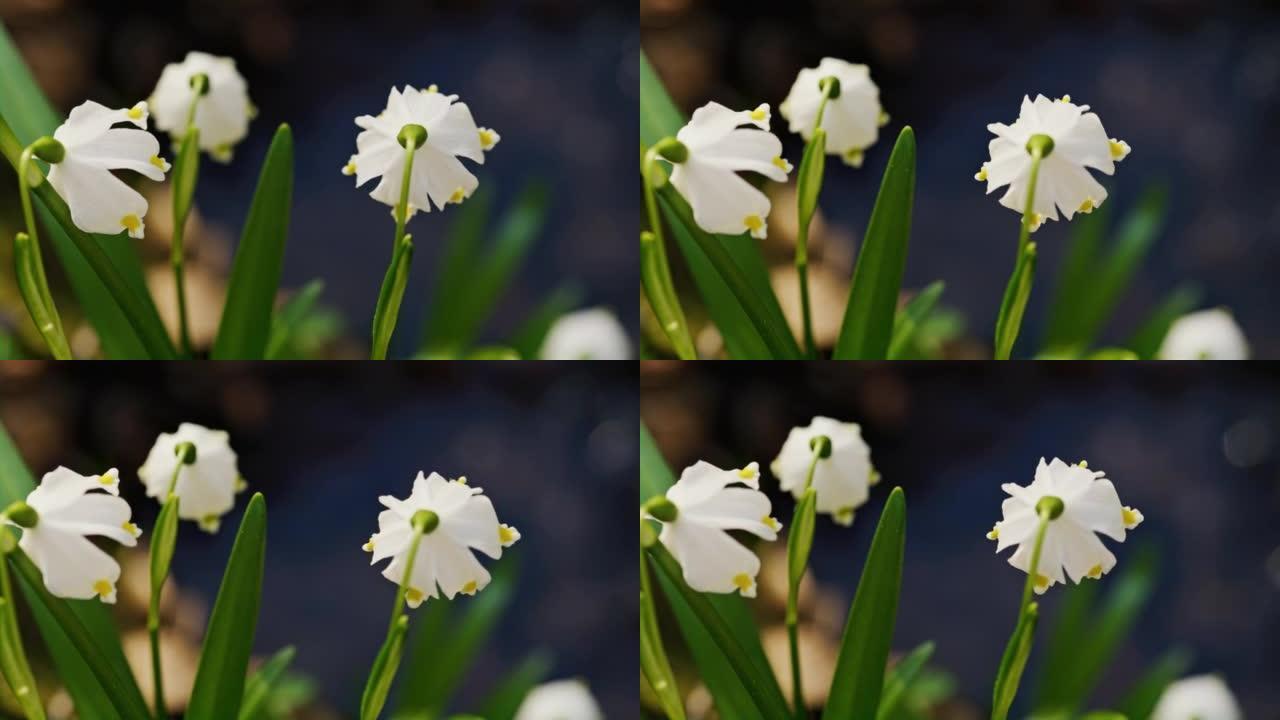 特写雪花花在风中移动，后视图