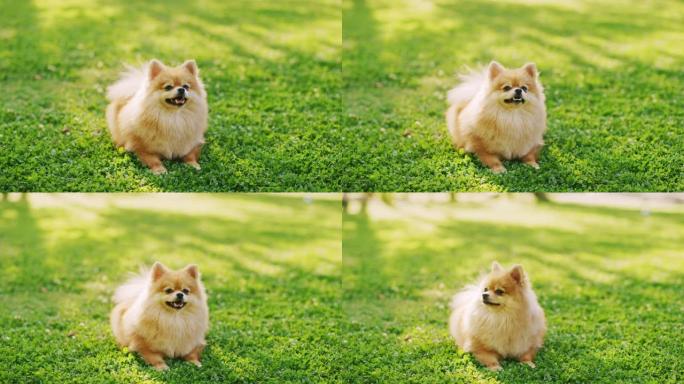 最可爱的小血统博美犬在草坪上休息，看着相机。顶级犬种标本显示了它的聪明，可爱和蓬松的美。彩色提升肖像