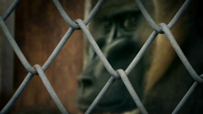 通过铁丝网看到的围栏里的猴子虐待动物