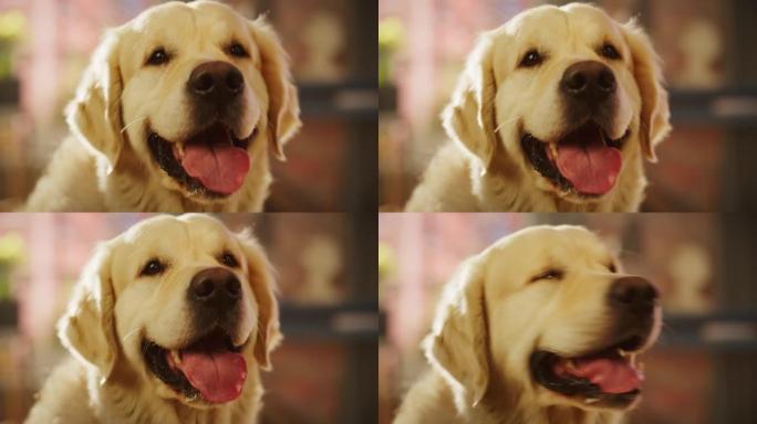 忠诚的金毛猎犬狗坐在家里的客厅里，看着相机。顶级犬种血统标本显示了它的聪明，可爱和高贵的美。