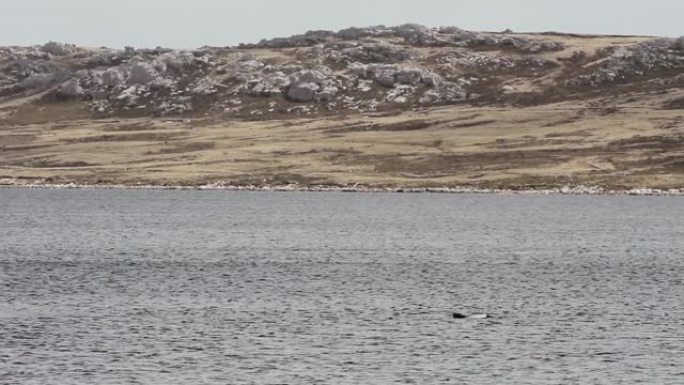 一群海豚穿越南大西洋的福克兰群岛 (Islas Malvinas)。