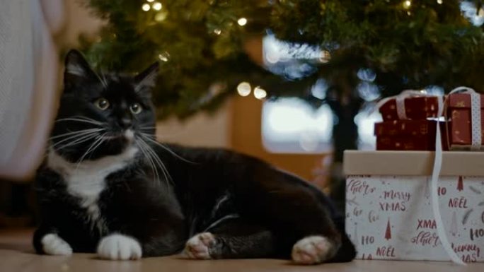 黑猫躺在圣诞树下客厅、动物、惊喜