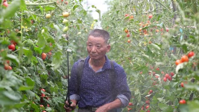 农民在温室中喷洒番茄植物