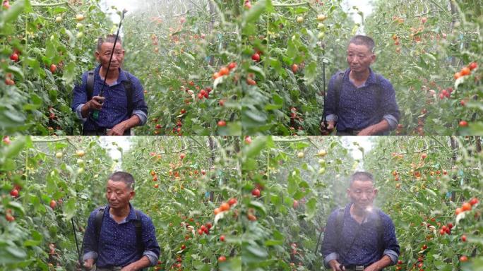 农民在温室中喷洒番茄植物