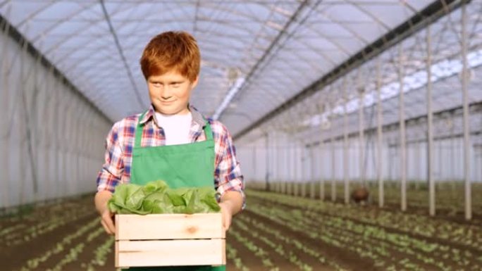 SMO MO小男孩在温室里工作时拿着装满生菜的板条箱