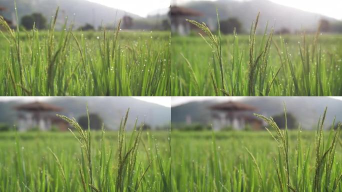水稻作物在田间生长