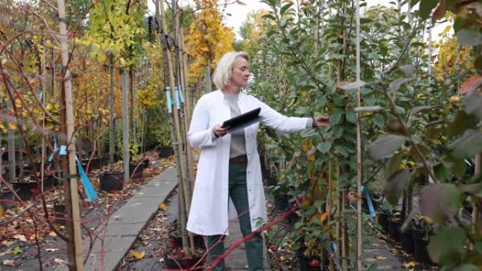 高级农学家在苗圃检查树木质量