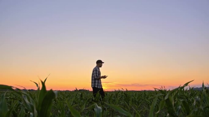 SLO MO Farmer在日落时分走在玉米田里时使用智能手机