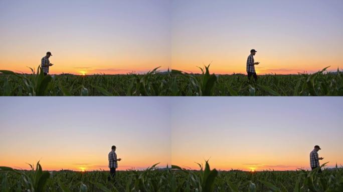 SLO MO Farmer在日落时分走在玉米田里时使用智能手机