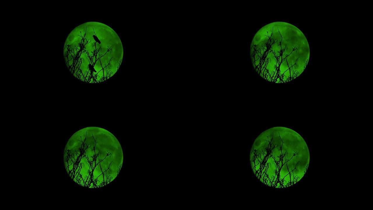 鸟儿在幽灵般的绿色月亮前飞离树