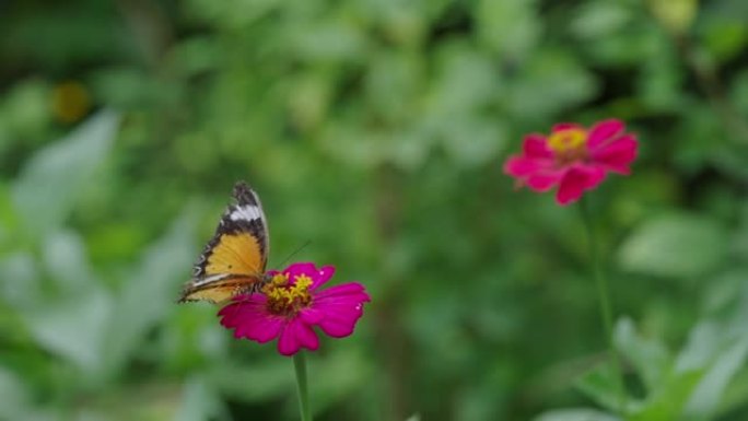 豹纹蝴蝶喝花蜜的短臂镜头。