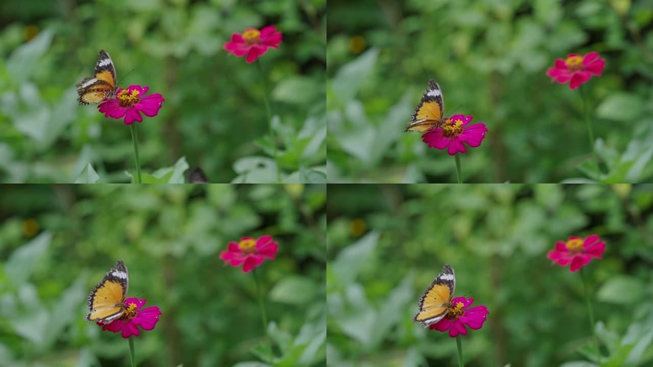 豹纹蝴蝶喝花蜜的短臂镜头。