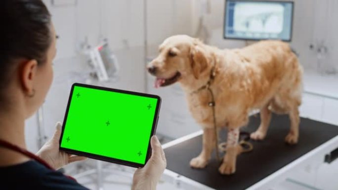金毛猎犬宠物作为一名女兽医站在检查台上，使用带有绿屏模拟显示的平板电脑。在现代兽医诊所工作的医生。超