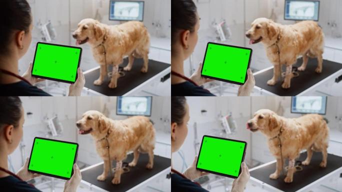 金毛猎犬宠物作为一名女兽医站在检查台上，使用带有绿屏模拟显示的平板电脑。在现代兽医诊所工作的医生。超