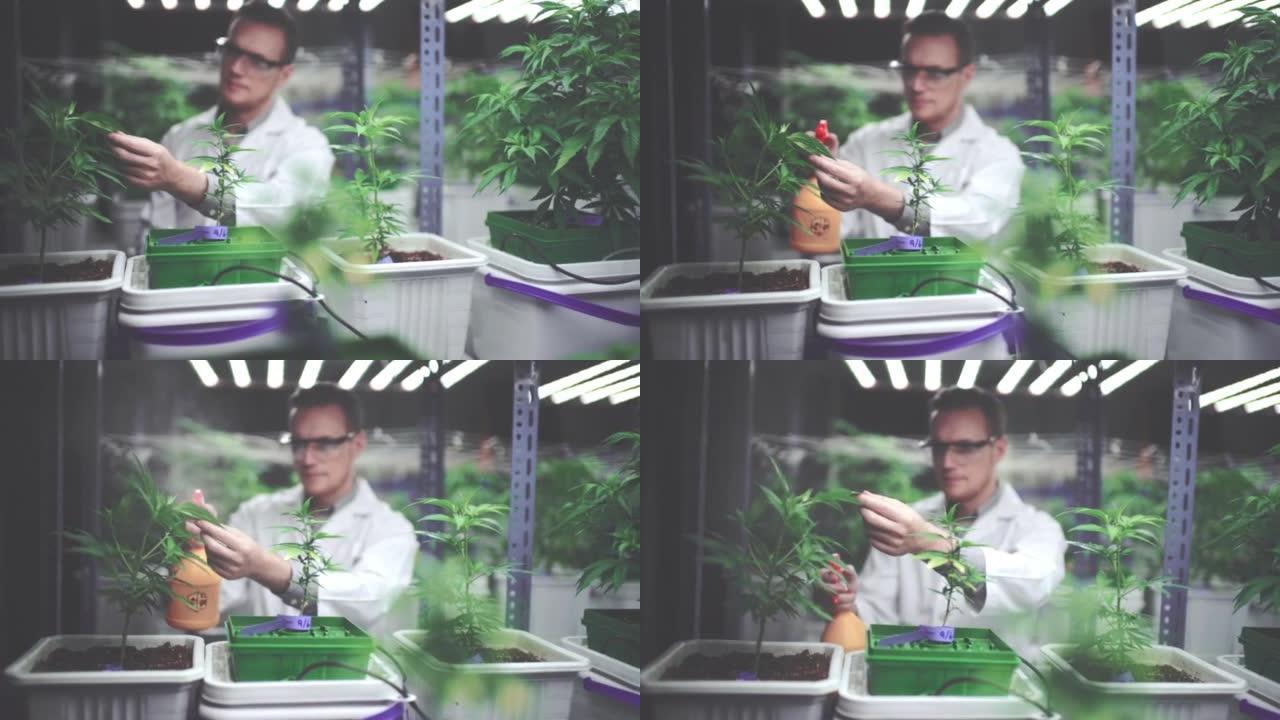 大麻发展研究所农学家工作智能农业