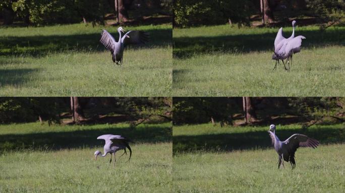 美丽壮丽的蓝鹤交配舞将物体抛向空中并跳跃，濒临灭绝的物种，南非的国鸟
