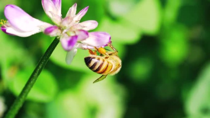 一只蜜蜂在春天的花朵上收集花粉
