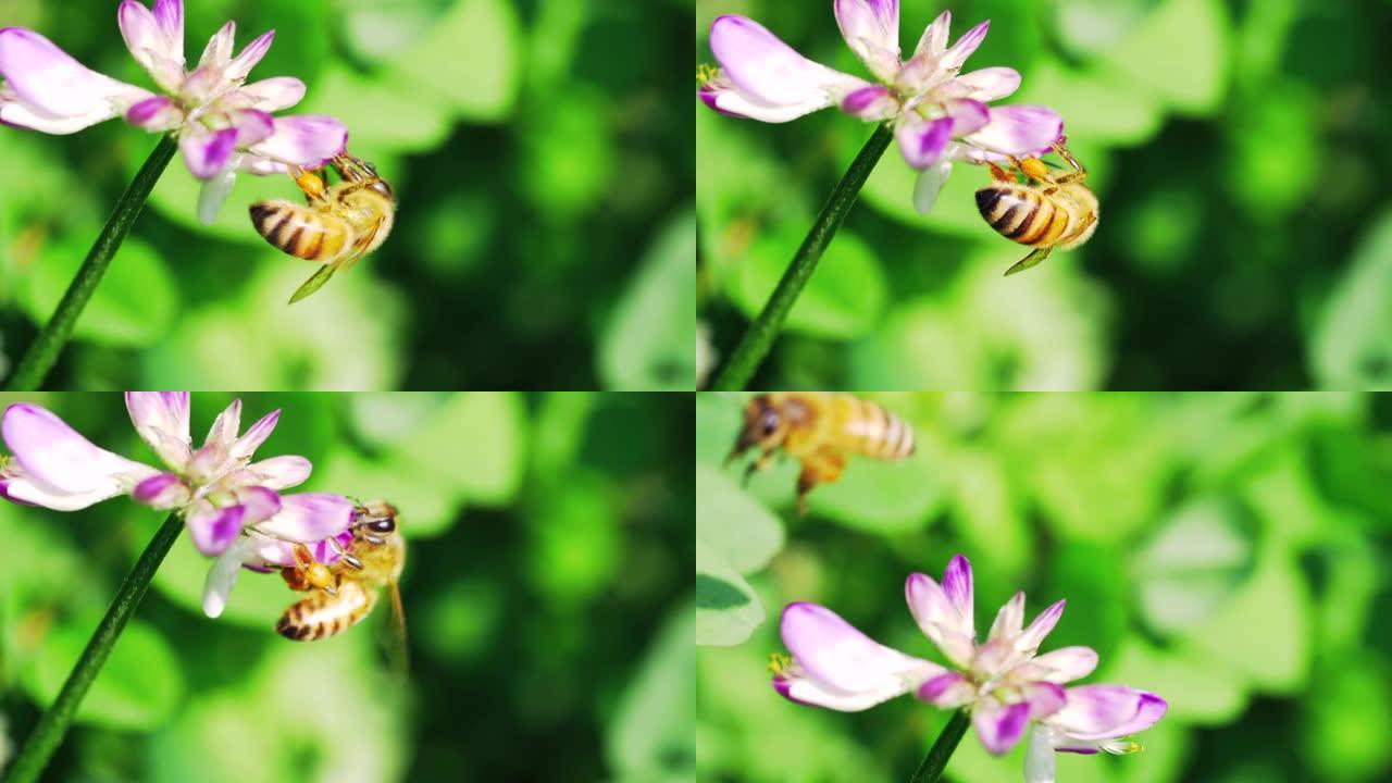 一只蜜蜂在春天的花朵上收集花粉