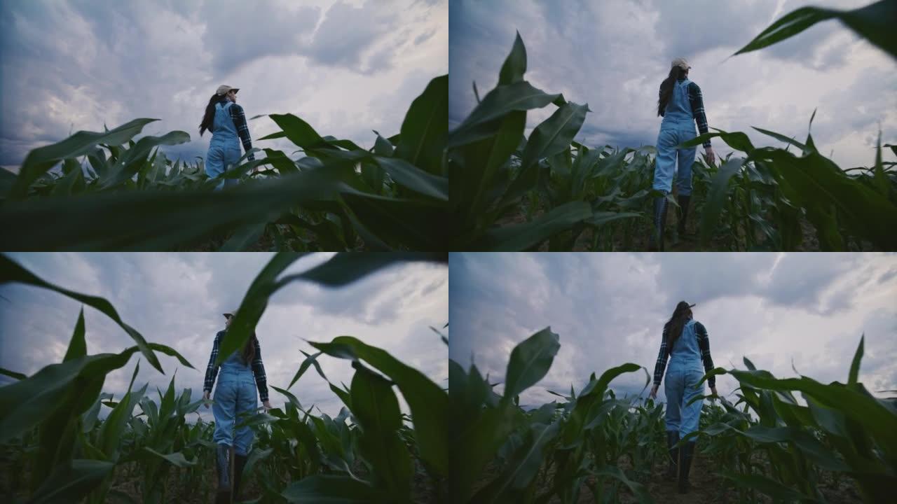 阴天，棕色长发的农夫妇女走过农业玉米田，低角度视角，相机跟随她