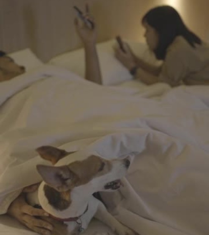 SLO MO: 年轻夫妇躺在床上与杰克·罗素 (jack russel) 一起使用智能手机。那个男人