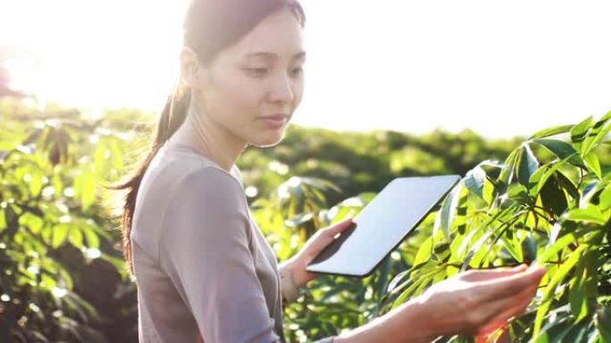 亚洲农民使用数字平板电脑在她的农场中使用平板电脑检查植物的生长进度