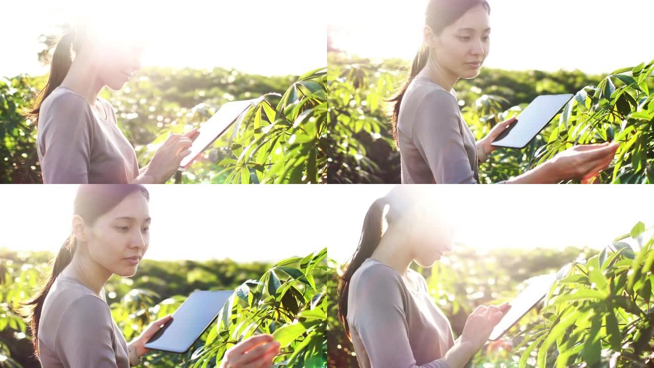 亚洲农民使用数字平板电脑在她的农场中使用平板电脑检查植物的生长进度