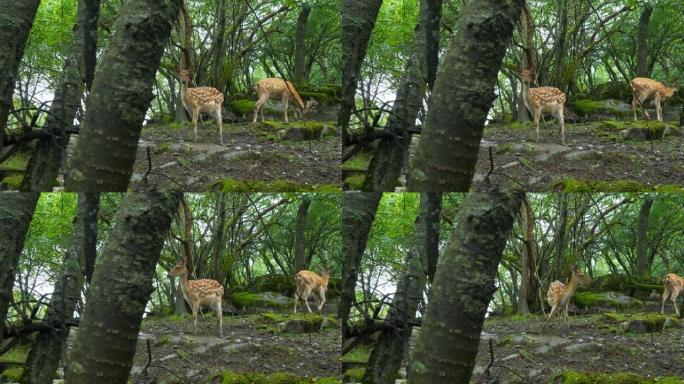 森林中的鹿梅花鹿迁徙可爱