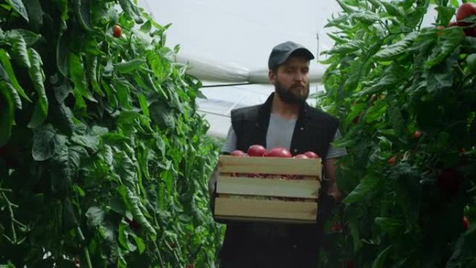 用西红柿检查植物的男性农民