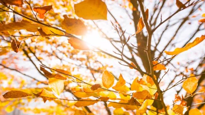 树枝上有五颜六色的叶子在秋天的风中跳舞